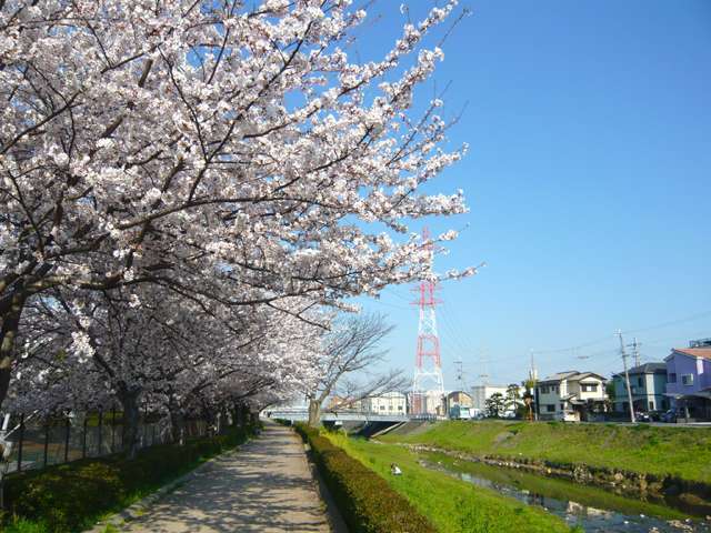 天神川沿いの遊歩道。春にはきれいな桜並木になり、絶好の散歩コースです。