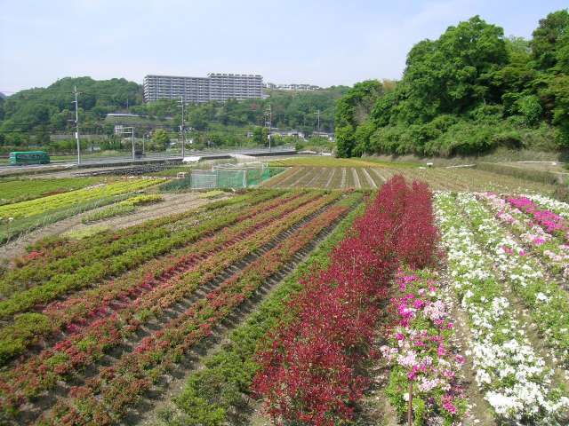 園芸畑が広がる『東山町』周辺。遠くに見えるのが『伏尾台』。
