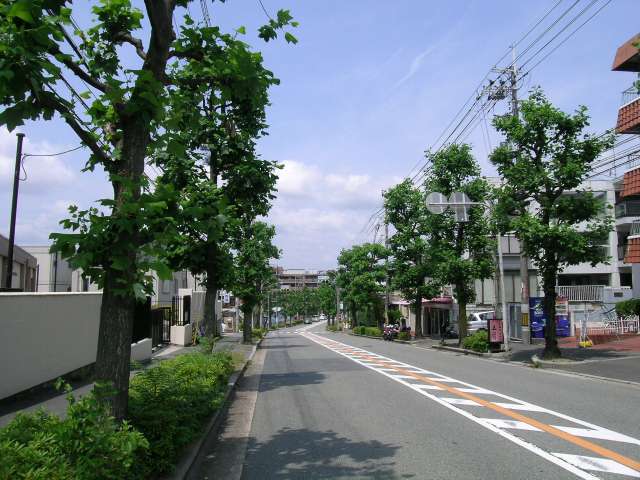 並木の美しいバス道り。『渋谷1丁目』、『緑丘1丁目』付近。