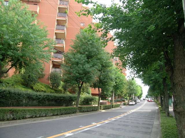 街路樹のきれいな通りが多く、緑豊かな印象です。