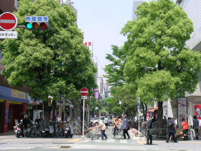 街路樹がきれいなハンズ横の通り。