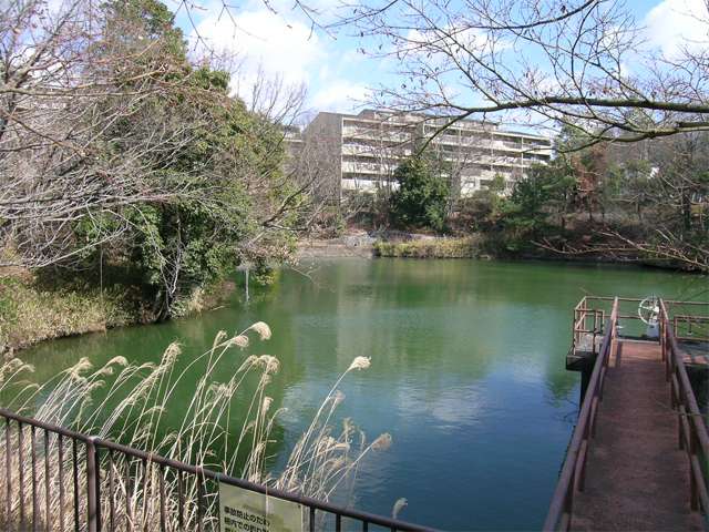 野鳥も多い、自然豊かな『うぐいす池公園』。お散歩コースに最適です。