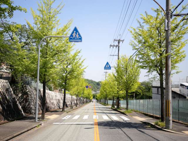 町の中心を走るバス通り。銀杏並木がきれいで、直線が続くため、遠くまで見渡せます。