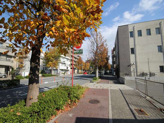 山手幹線は、歩道が広く、街路樹続く、とても歩きやすい道。街路樹は四季を通じて様々な表情を見せてくれます。