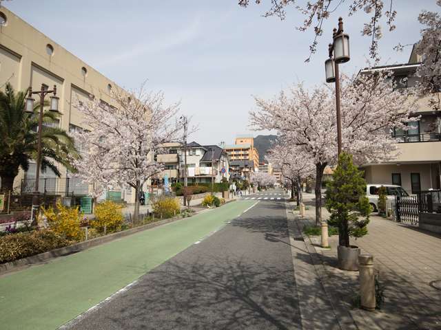 灘小学校前の桜並木