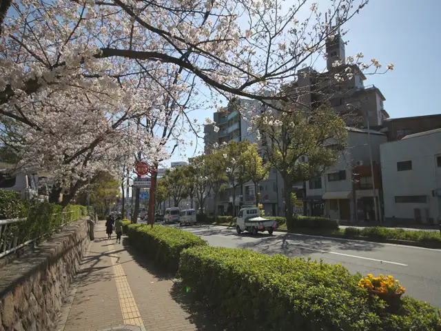 『王子公園』前の通り。交通量の多いバス通りですが、街路樹がキレイです。