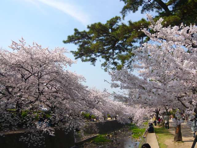 『夙川』は、上葭原町の東側を流れており、六甲山を源に大阪湾に注ぐ小さな川です。桜の季節にはお花見を楽しむ方で混雑します。