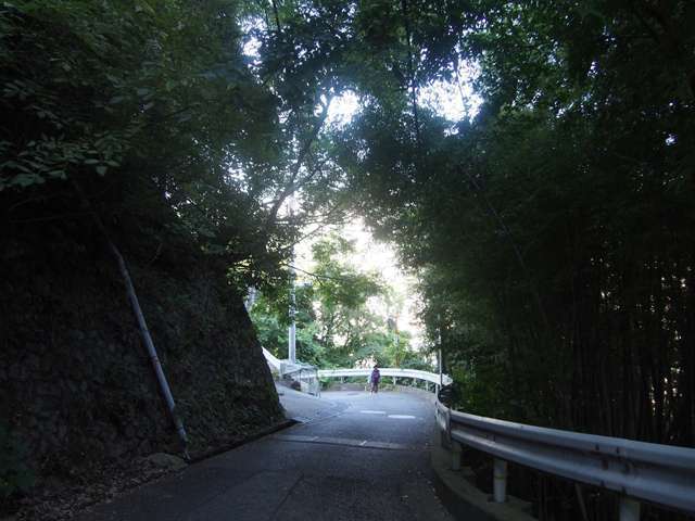 地形に合わせて、カーブの続く道もあります。木々に囲まれ、身近で緑の潤いを感じられます。