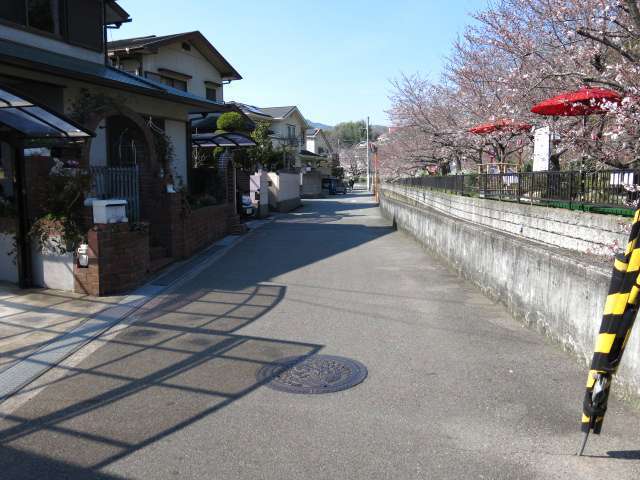 町の東側を大堀川が流れ、春になると桜並木がキレイです。