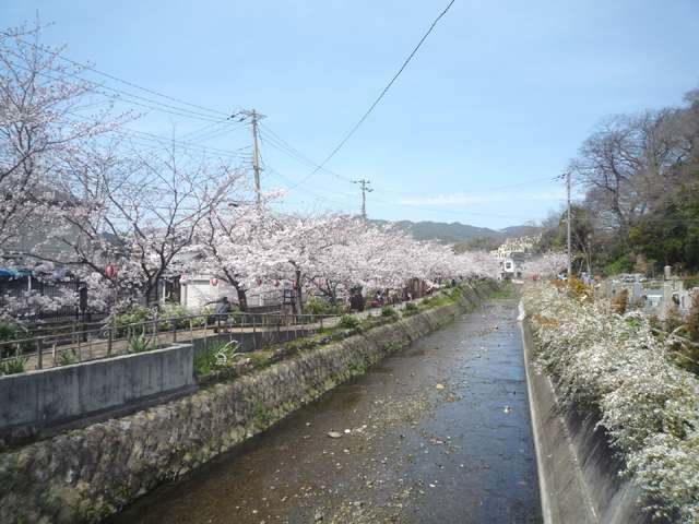 町から東に少し歩いたところにある、『大堀川』。小浜周辺の川沿いには桜が植えられ、桜の季節には提灯や茶屋などが設置されます。