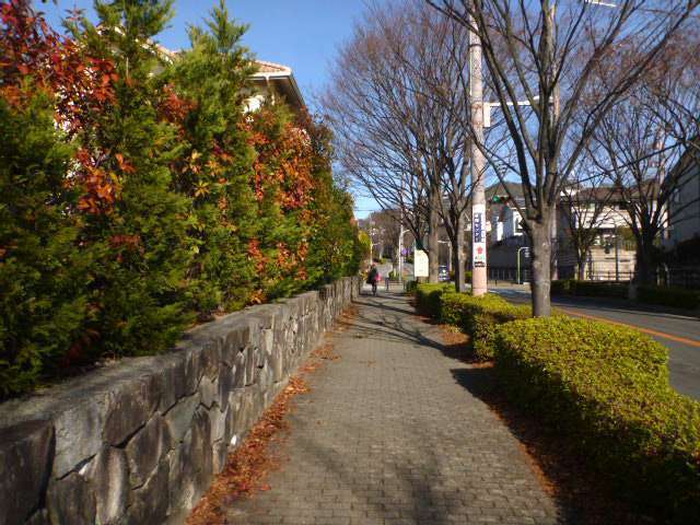 生垣のある家や街路樹が多く、緑豊かな印象の街並みです。