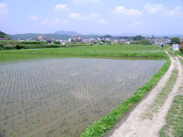 田畑が広がっています。