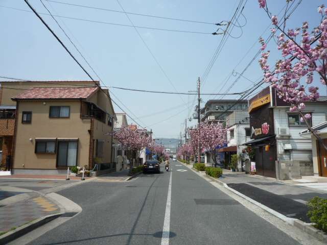 街中には鮮やかな花を咲かせる街路樹が等間隔で植えられています。