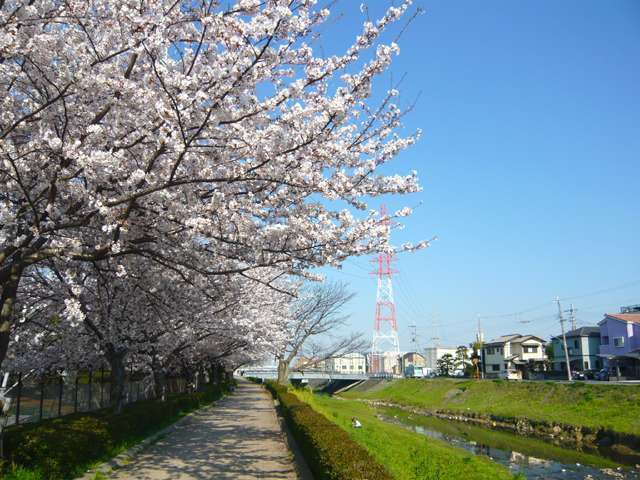 近くを流れる天神川沿いの遊歩道。春にはきれいな桜並木になり、絶好の散歩コースです。