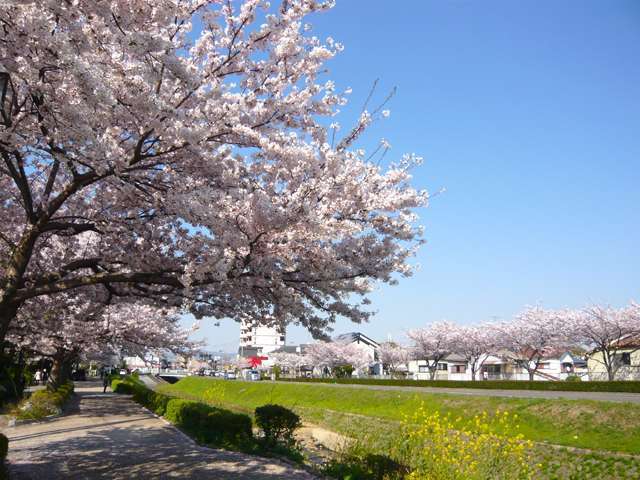 『天神川』は、伊丹の北部を流れる小さな川です。きれいに桜が植えられており、春には近くを通る人々の目を楽しませています。