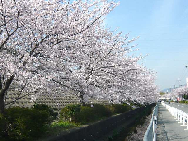町の南側を走るJR東海道本線沿いには桜や尼崎市の花「ハナミズキ」が植えられ、花を愛でながらのんびり散歩を楽しめます。