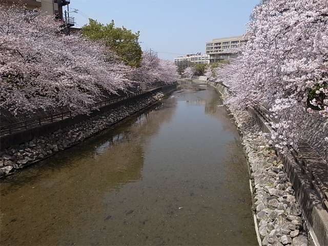 『園田学園女子大学』の南側あたり、庄下川沿いの桜並木は地域の人々の散歩道として親しまれています。