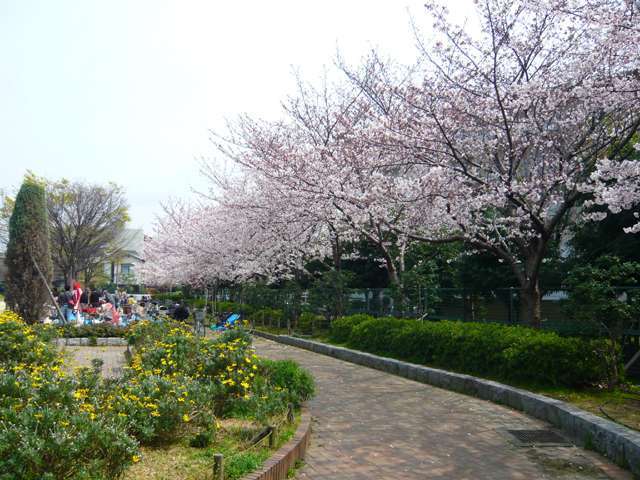 『丸橋公園』。芝生と季節の花々、石組の小川があり、明るい雰囲気の公園。遊具も充実していて、小さなお子様がたくさん遊んでいます。