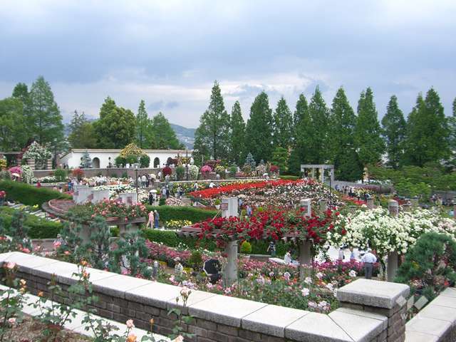 『荒牧バラ公園』。季節になると約1万本のバラが咲き誇る公園。芝生広場も広く、大人も子供も楽しめます。