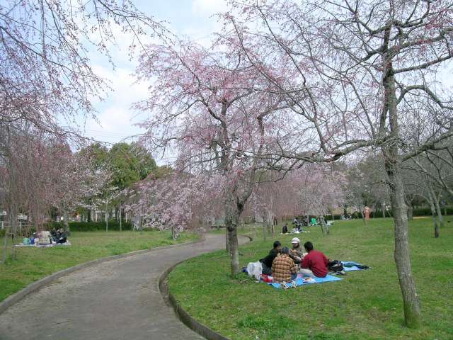 『さくら池自然公園』。桜の名所。シダレ桜やソメイヨシノなど多くの桜が植えられ、春になると一帯がピンク色に染まります。