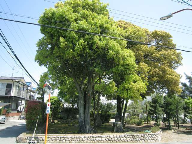 町の中央部には江戸時代に植えられた大きな楠の木があります。