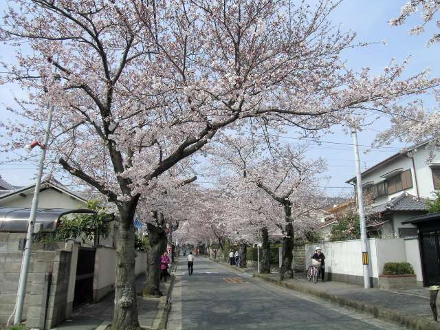 『大阪のみち99選』に選出された桜道。『箕面4丁目・箕面5丁目』周辺は一戸建てが中心に建ち並んでいます。