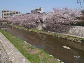 庄下川沿いの桜並木（南塚口町付近）3