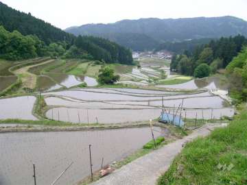 高山地区の棚田