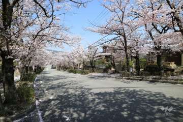 寿楽荘（桜のトンネル）