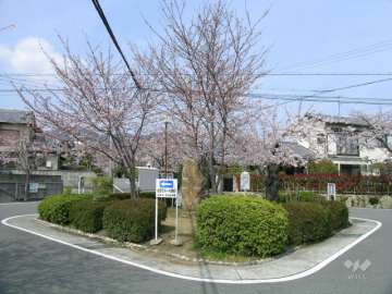 呉羽の里の桜並木（旭丘）