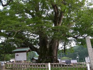 野間の大けやき