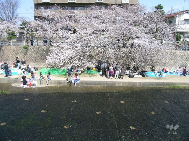 芦屋川の写真