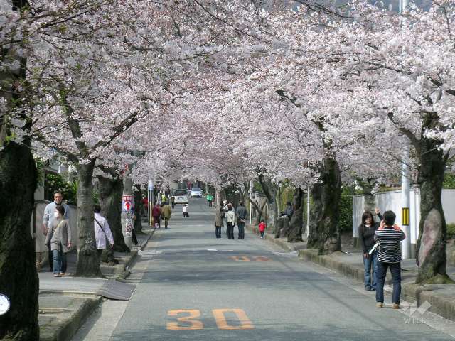 桜並木の写真