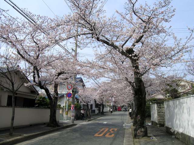 桜並木の写真