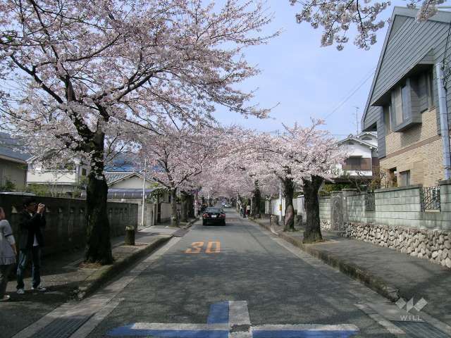 桜並木の写真
