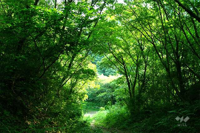 生瀬高台~森と川の散歩道~の写真