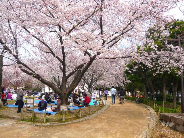 近松公園の写真