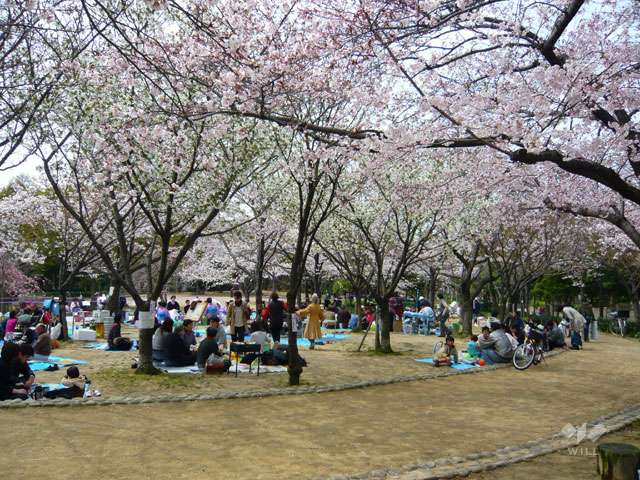 近松公園の写真