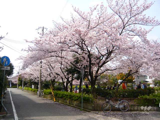 若王寺公園の写真