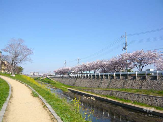 天神川遊歩道の写真