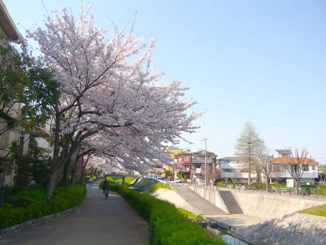 天神川遊歩道の写真