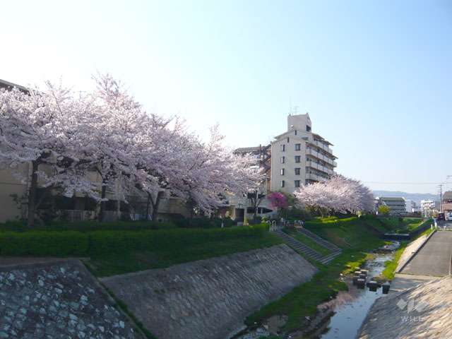 天神川遊歩道の写真