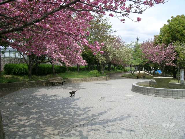 西脇公園の写真