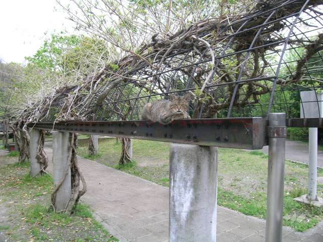 西脇公園の写真