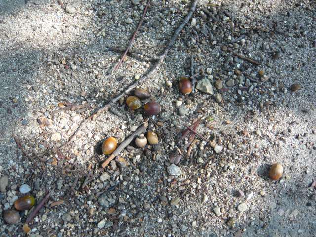鳴尾浜臨海公園(北地区)の写真