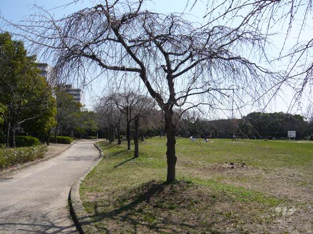 鳴尾浜臨海公園(北地区)の写真