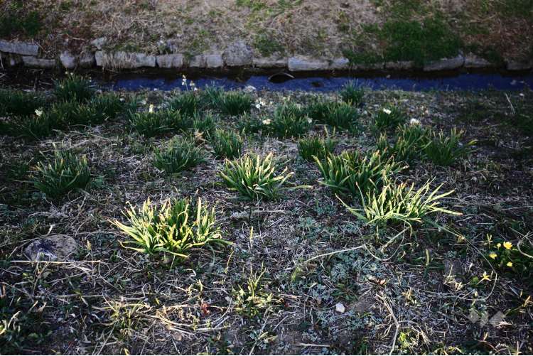 天王寺川の写真