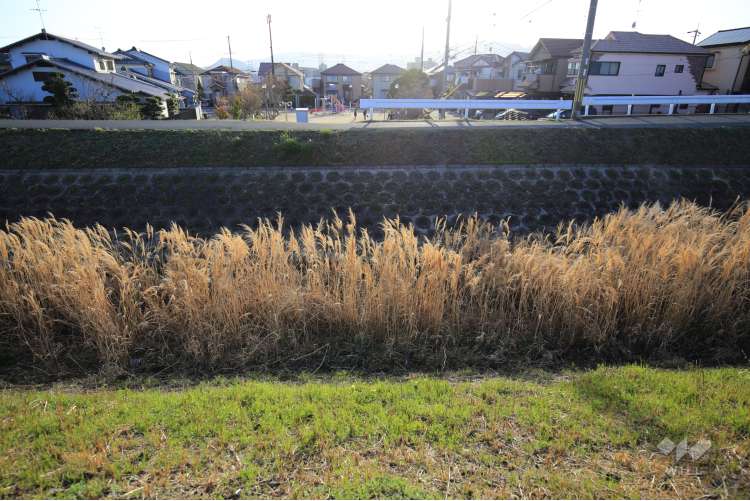 天王寺川の写真