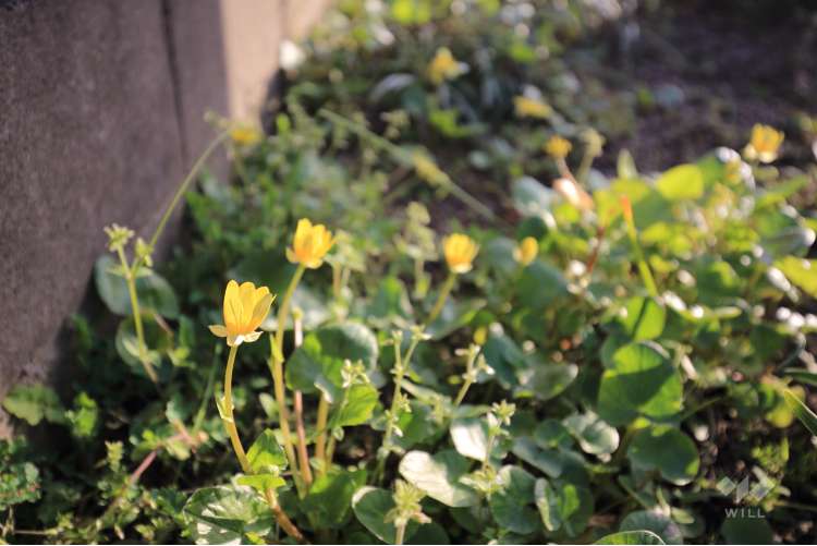 天王寺川の写真