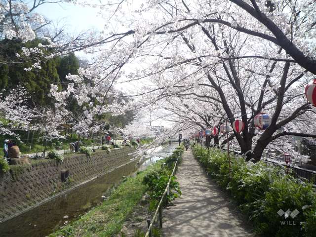大堀川の花道の写真